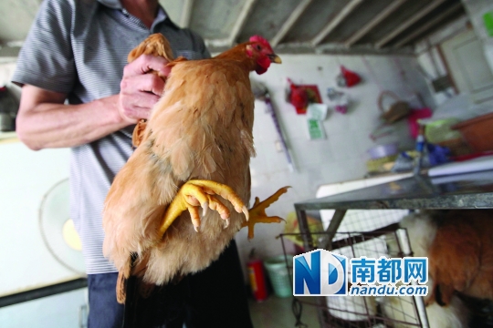 <p>    6月26日，福田区的一家活鸡鸡档，一位市民正在挑选新鲜活鸡。南都记者 赵炎雄 摄</p>