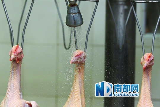 <p>    在成为冰鲜鸡之前，屠宰好的三黄鸡进行新一轮的“洗澡”。南都记者刘有志摄</p>