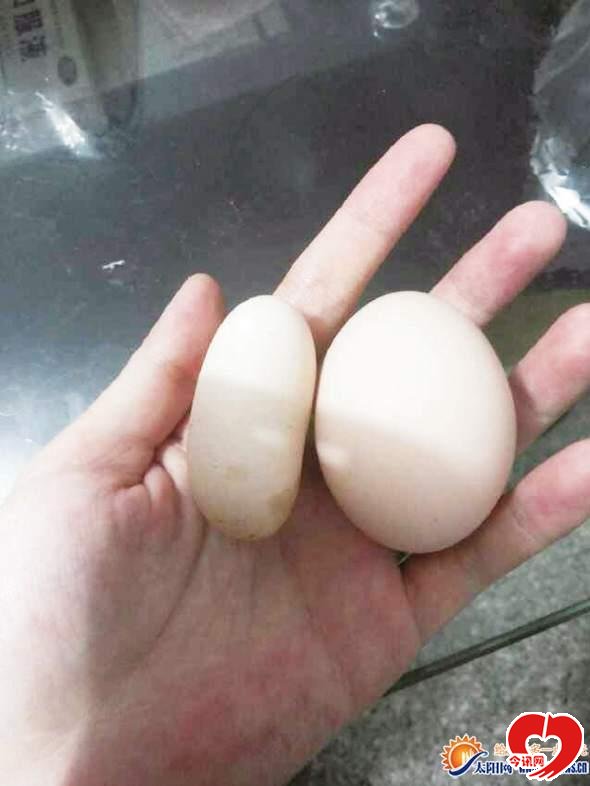 鸡蛋长的像子弹 专家称系母鸡受惊所致
