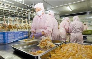 在分割车间，工作人员把生鲜鸡进行分割修剪