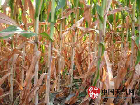 8月20日，锦州市凌河区生态与农业气象中心农田的受旱玉米。（摄影：林毅）