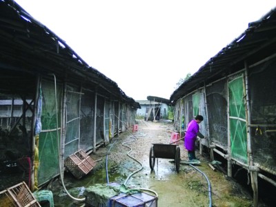 监管缺失:养殖场明运鸡鸭 暗度鹭鸟(图)