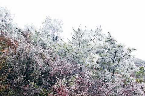 贵州3个县出现冻雨 威宁现雾凇景观