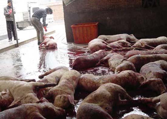 江西病死猪流入7省：部分外流肉或来自感染口蹄疫病猪