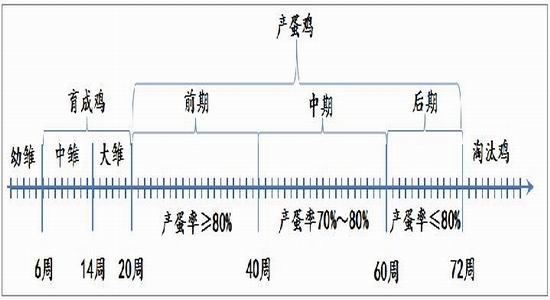 方正中期(年报):供应预期改善鸡蛋难创新高