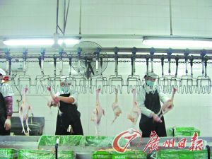生鲜鸡厂家才用一成产能