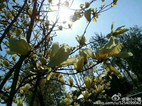 明后天北京气温迅猛上升 4月下旬历史最高温为33℃
