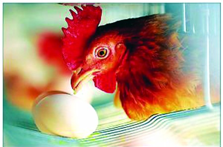 未来3年中国出口美国禽类产品企业将被严格检查