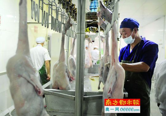 昨日，珠海兴盟屠宰场，工人在给鹅开膛。6月23日，珠海开始实行活禽禁售政策。南都记者