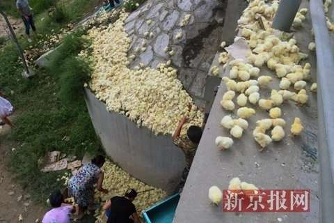 山东运禽货车高速路上倾翻数万只小鸡遭村民哄抢