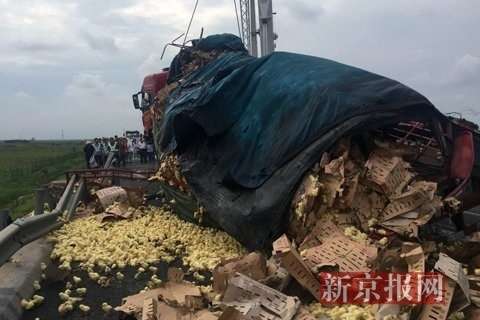 山东运禽货车高速路上倾翻数万只小鸡遭村民哄抢