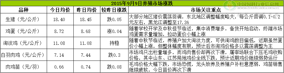 鸡评.png