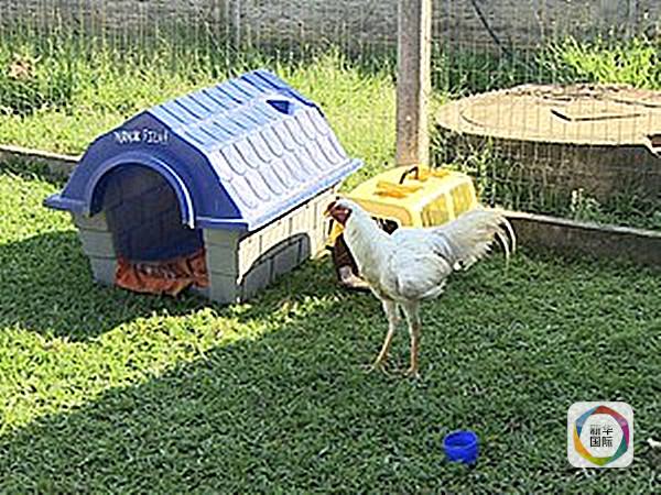 主人埃拉斯是一位入行7年的馴獸師﹐她在家餵養了18只動物﹐包括雞﹑豬﹑鳥﹑狗﹑黃鼬等等。埃拉斯說﹐一個偶然的機會﹐她發現“小歪嘴”具有音樂天賦﹐而且它的視野比普通公雞要更開闊﹐演奏時還不緊張﹐甚至有點享受﹐從此開始對它進行特別訓練。