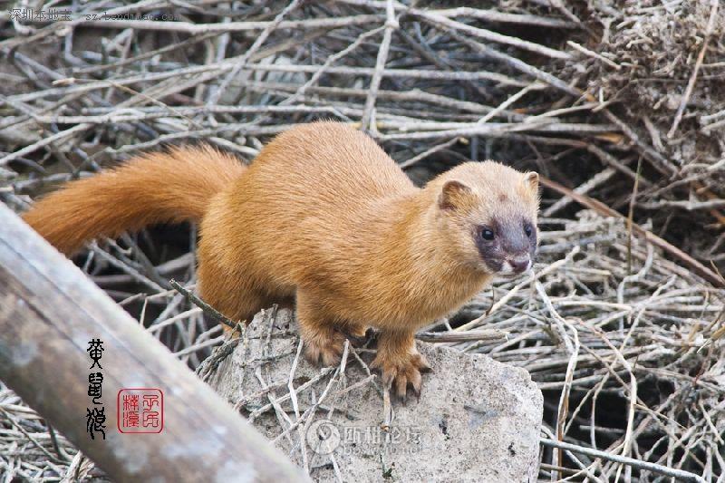 陕西黄鼠狼咬死鸡