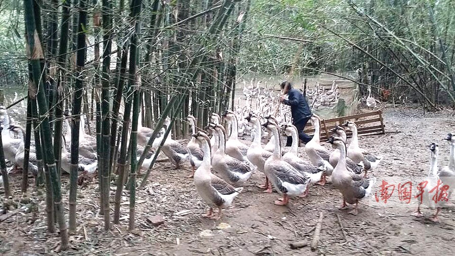 桂平市一些养殖场鸭鹅出现中毒症状 疑与饲料有关