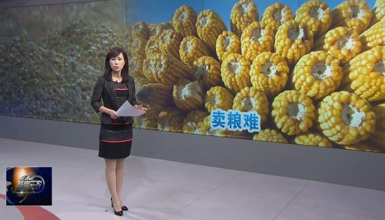 [聚焦三农]关注卖粮难-玉米降价引发的反应