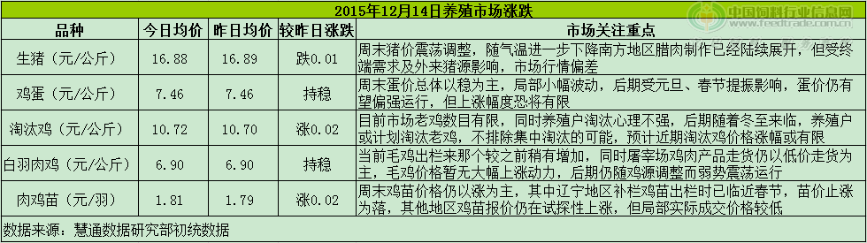 鸡评.png