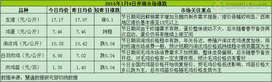 鸡评.png