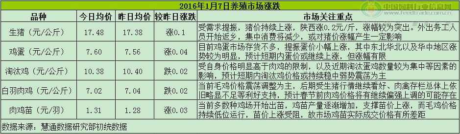 鸡评.png