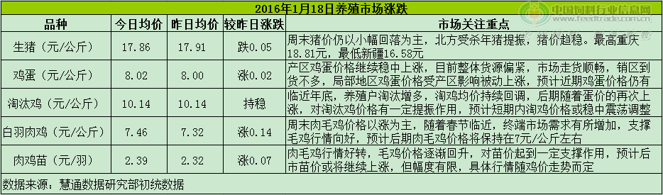 鸡评.png