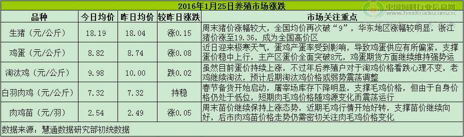 鸡评.png