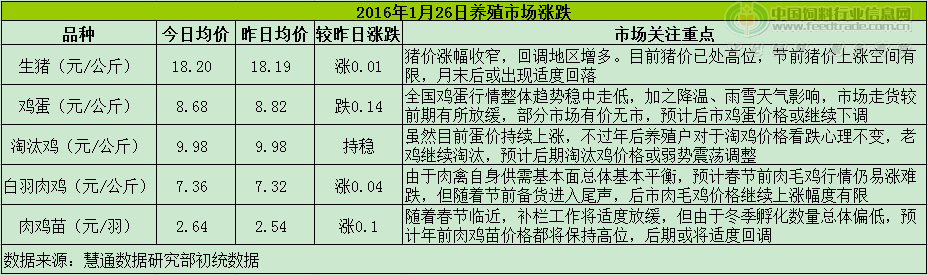 鸡评.png