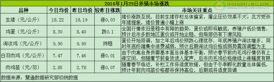 鸡评.png
