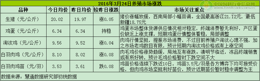 鸡评.png