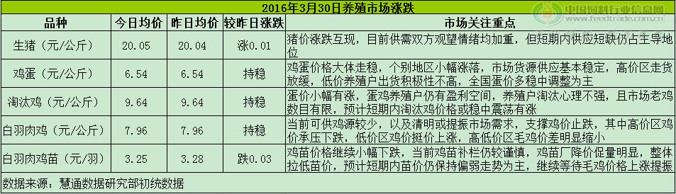 鸡评.png