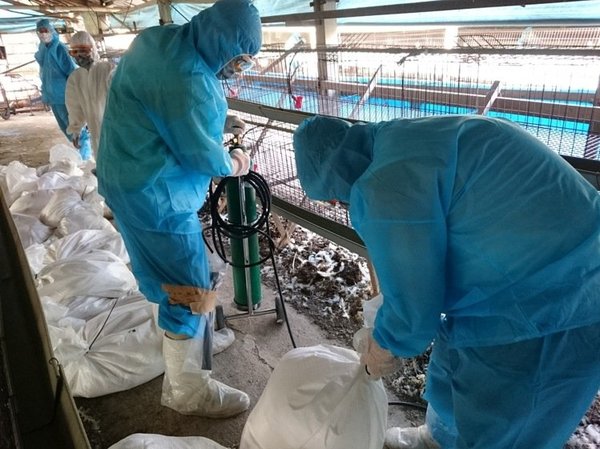 　　台南关庙区一鸡场传出禽流感疫情，动保皮人员为防堵疫情蔓延，全场扑杀。（图片来源：台湾《联合报》）