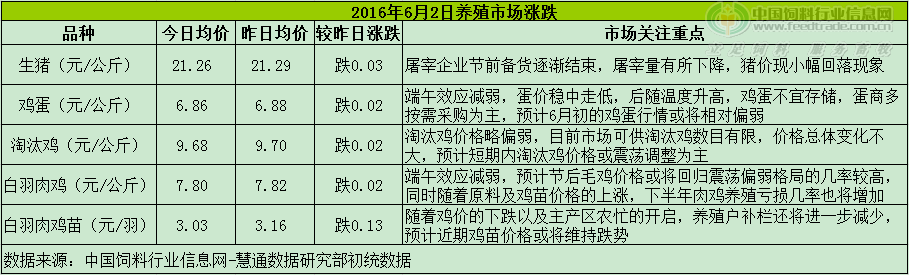 鸡评.png
