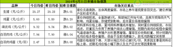 鸡评.png