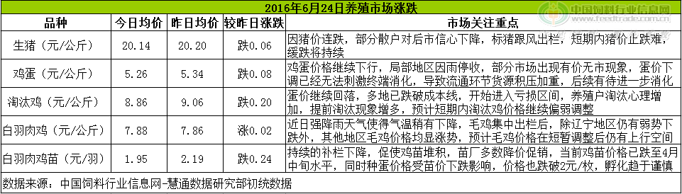 鸡评.png