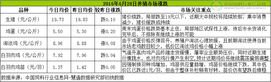 鸡评.png