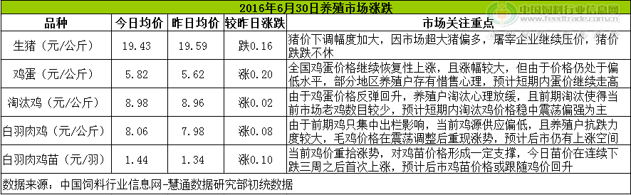 鸡评.png