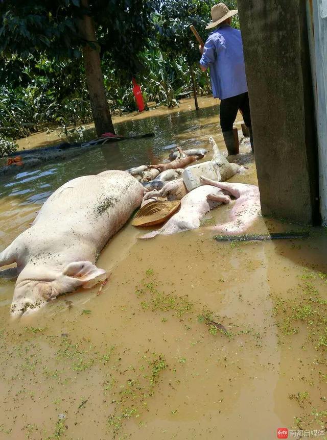 湖北红星村:万头生猪被淹死 数十万斤乌龟跑了