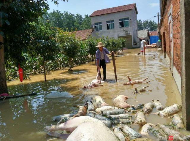 湖北红星村:万头生猪被淹死 数十万斤乌龟跑了