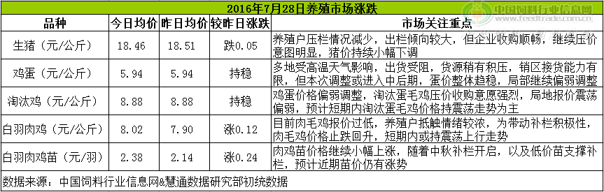 鸡评.png