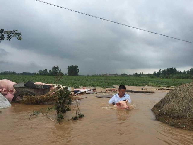 南方水灾死亡畜禽调查：数万头“洪水猪”去哪了？