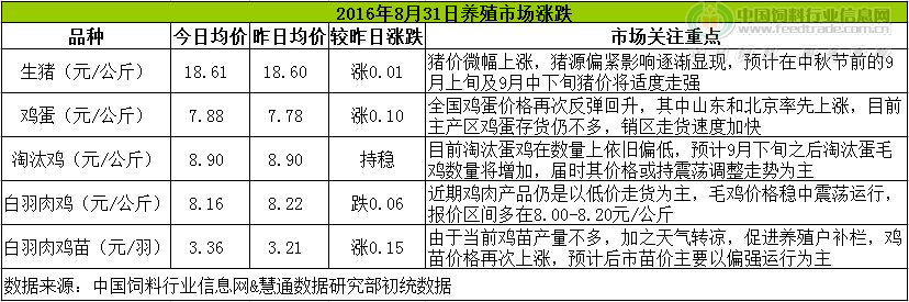 鸡评.png