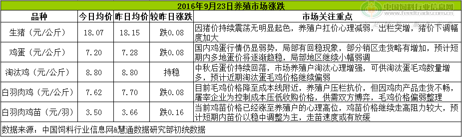 鸡评.png