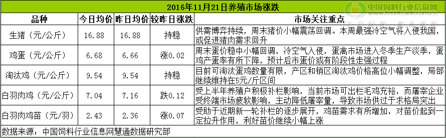 鸡评.png