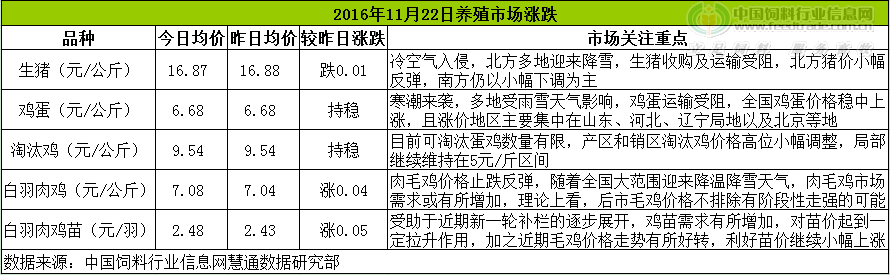 鸡评.png