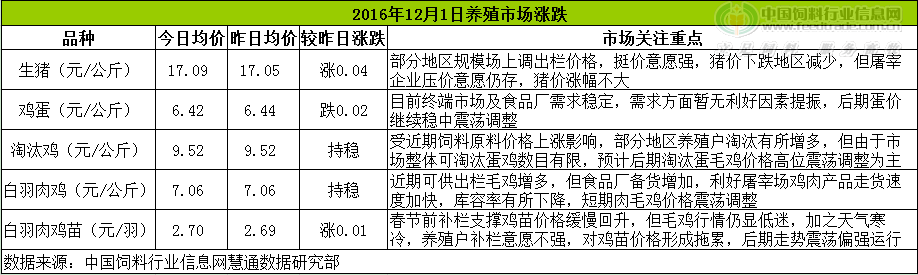 鸡评.png