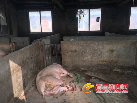 南昌一养猪场母猪大量流产死亡 疑似疫苗所致