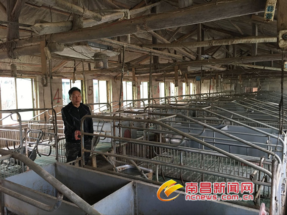 南昌一养猪场母猪大量流产死亡 疑似疫苗所致
