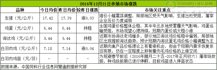鸡评.png