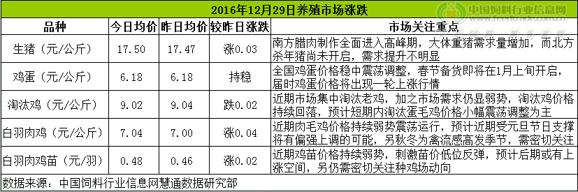 鸡评.png