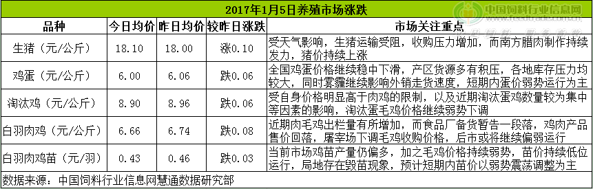 鸡评.png
