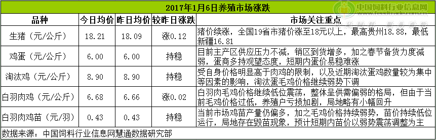 鸡评.png